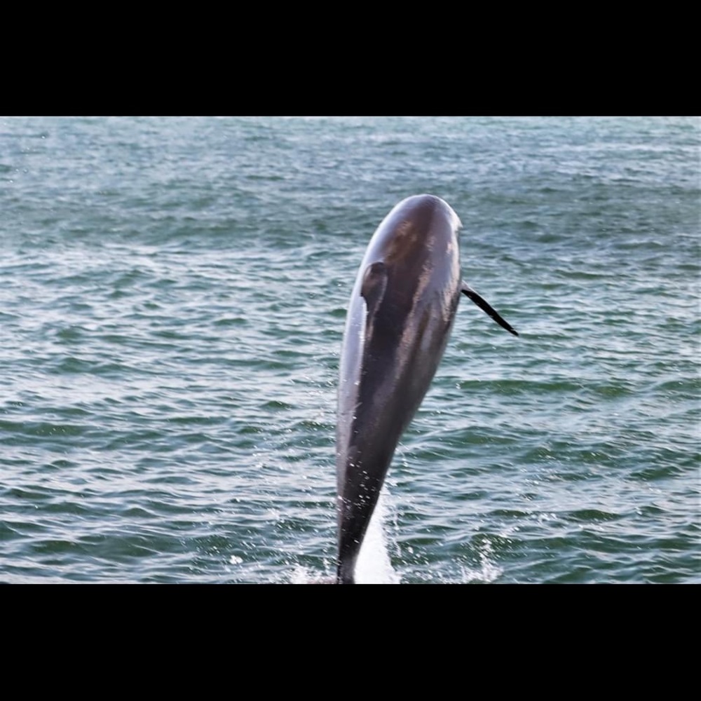 Meet your Posher, Gail